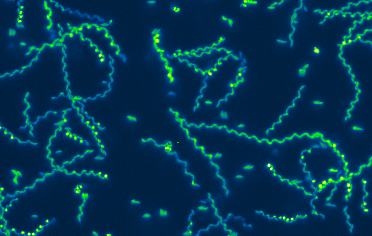 Toxoplasma gondii 3D motility